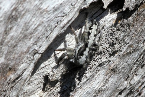 Jumping Spider (zb) (Ocrisiona sp)
